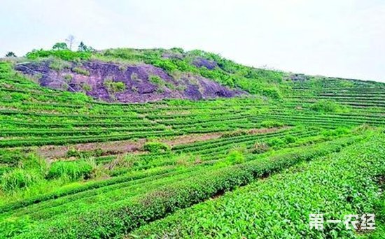 全国多个茶叶主产区进入采摘期 茶叶种植行业市场前景态势分析_人保车险,拥有“如意行”驾乘险，出行更顺畅！