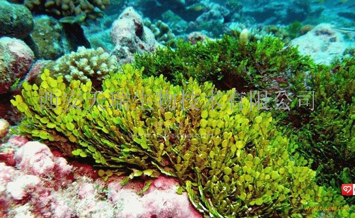 人保服务 ,人保财险政银保 _2024年中国海藻提取物行业的市场发展现状及投资前景