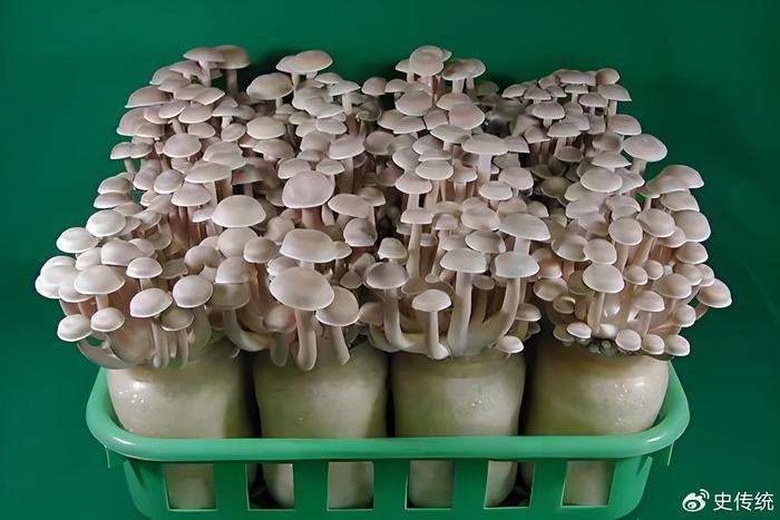 黑木耳行业市场发展现状、前景趋势研究分析_人保服务,人保伴您前行