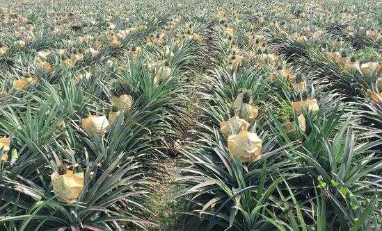 人保服务 ,人保服务_菠萝行业市场发展现状及供需格局、未来前景分析