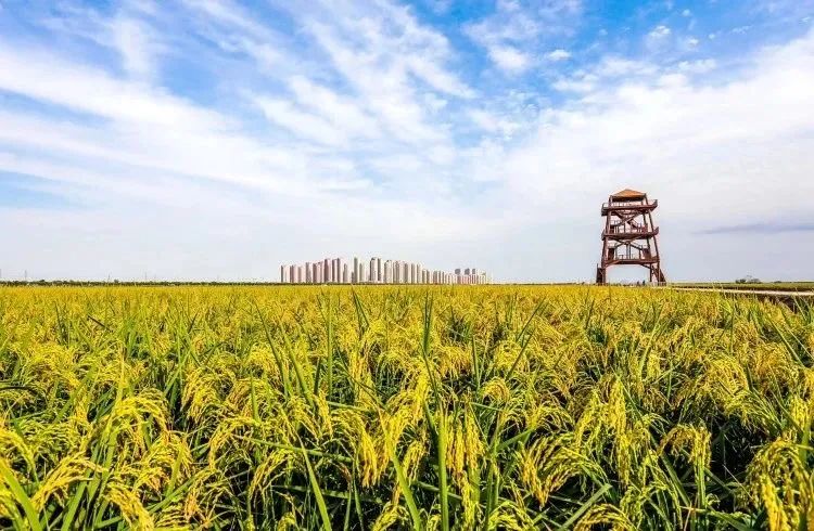 中国蓝莓行业市场深度分析及投资战略研究_人保伴您前行,人保财险