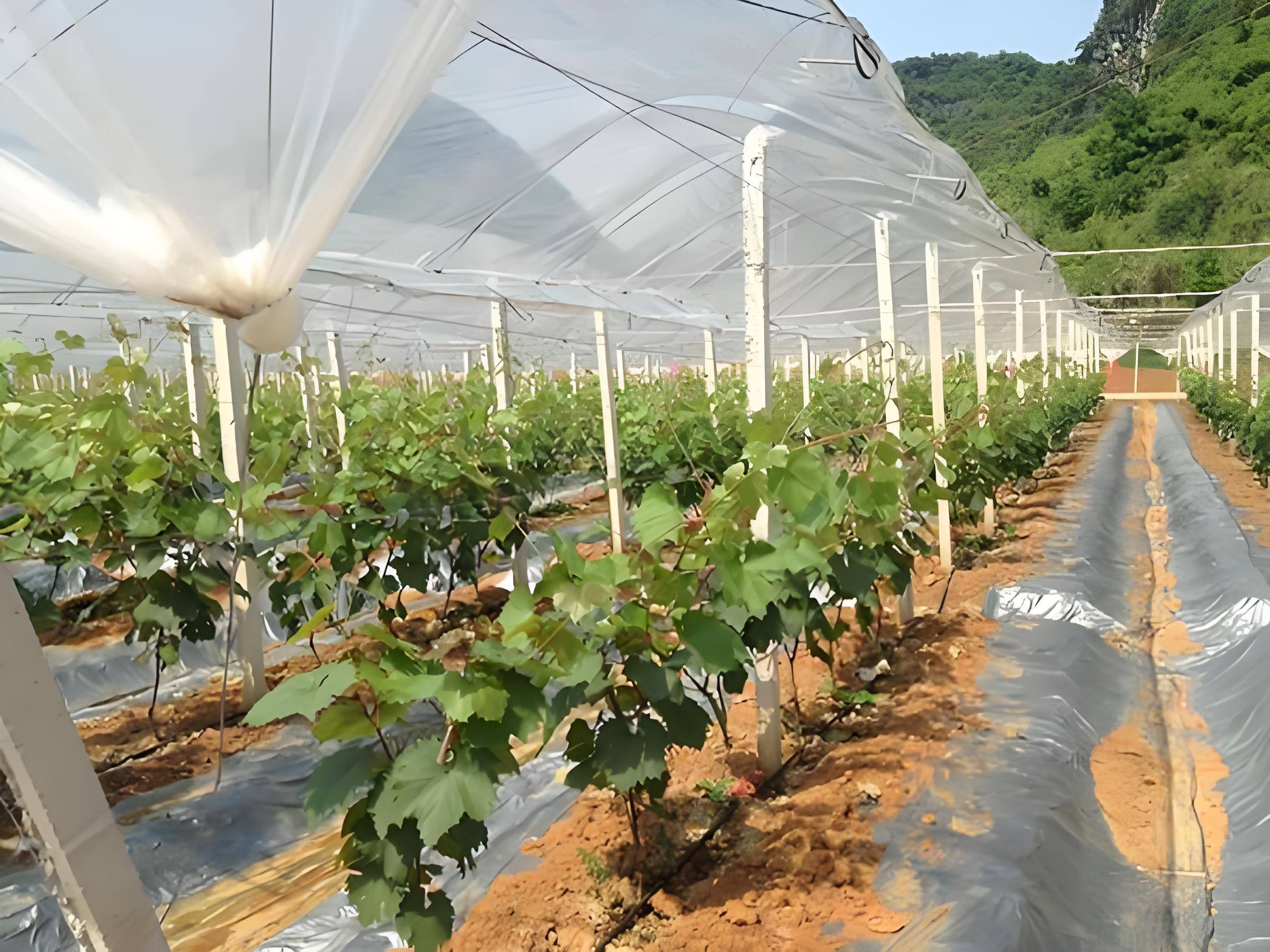 2025智慧城市未来前景：技术革新与绿色转型的双重机遇_人保车险,人保护你周全