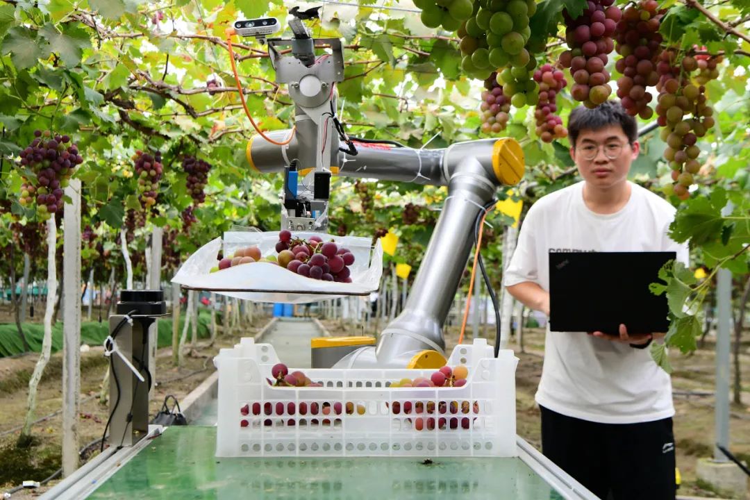 智能机器人山地茶园采摘忙