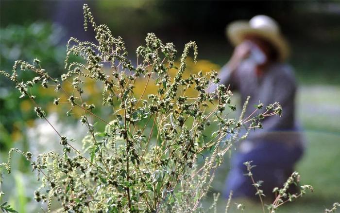 专访北京协和医院尹佳：北方花粉过敏率或接近20% 正研发新药