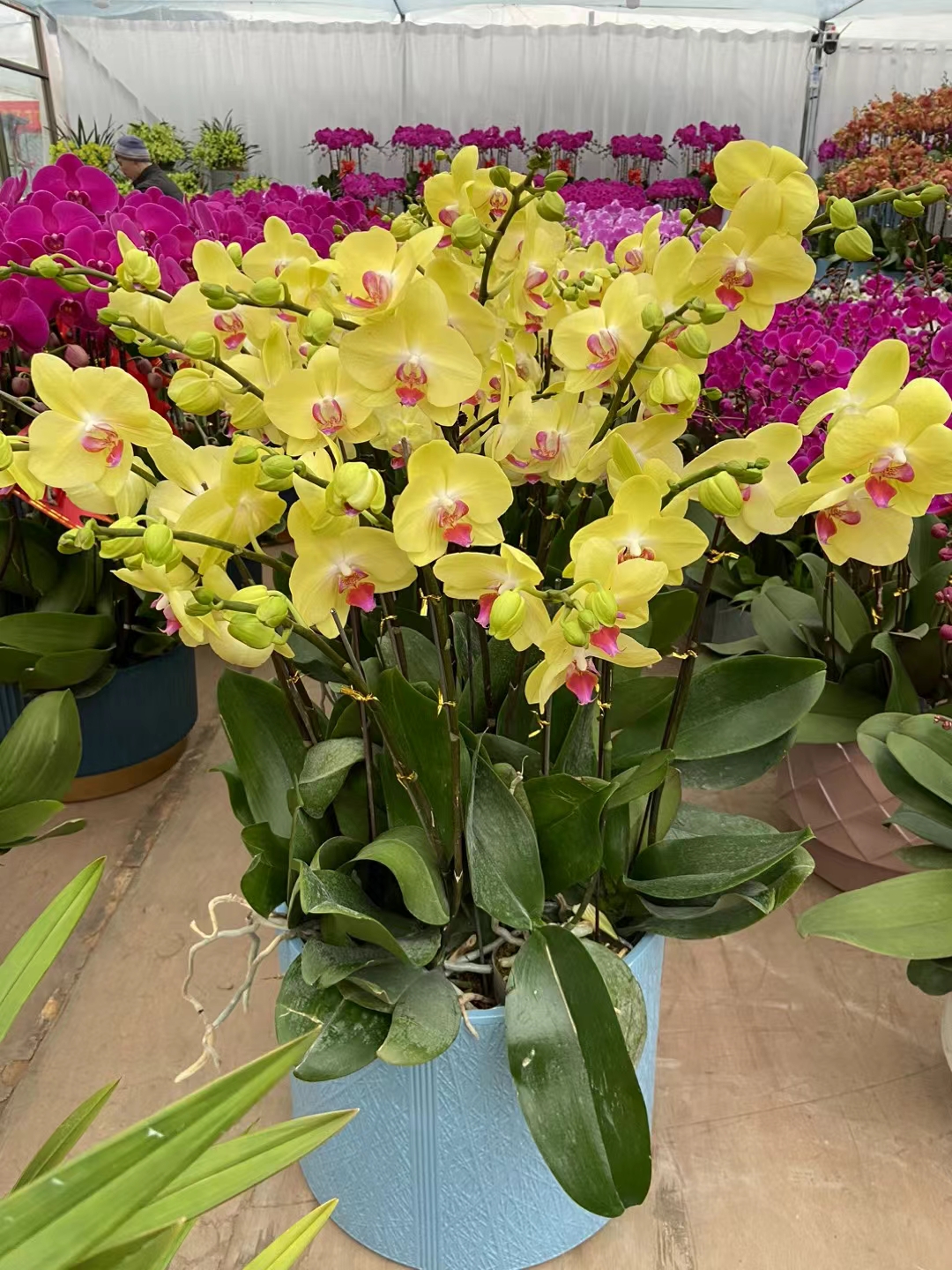 “摆烂”花样迭出 紫天科技“脚踩”退市红线