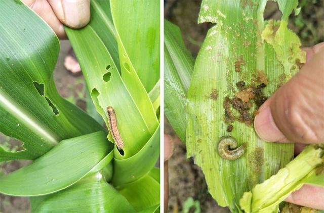 近期虫害防治概念股二级市场表现不俗