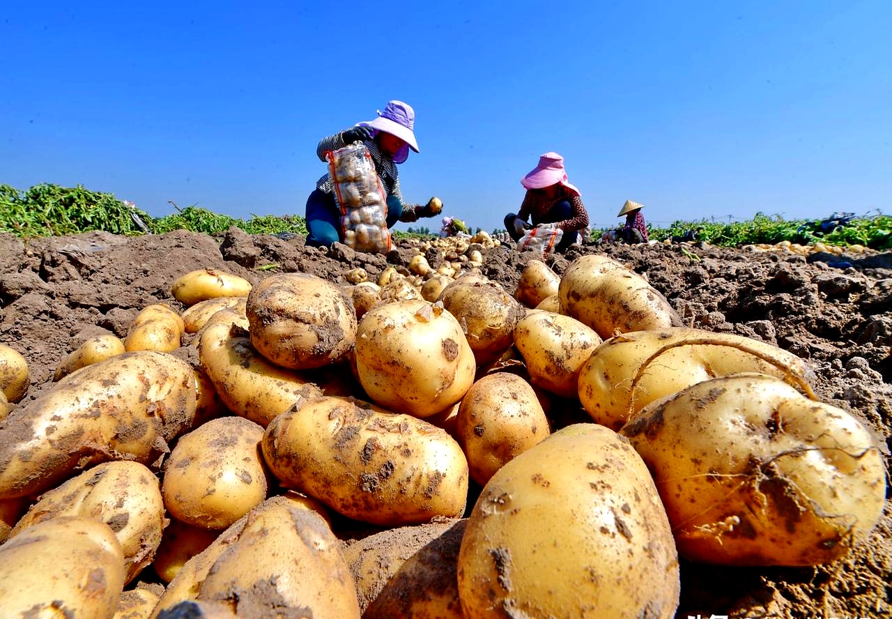 成都:确保2025年粮食播种面积达581万亩、产量达235万吨以上