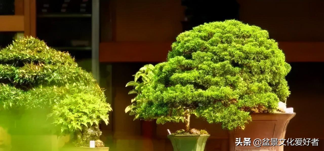 保险有温度,拥有“如意行”驾乘险,出行更顺畅!_2025年中国盆栽行业:高端定制与盆景艺术,投资文化与收藏价值