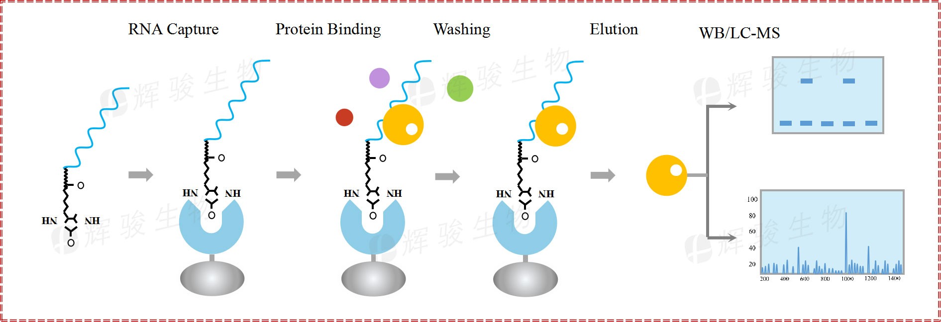 诺唯赞获得发明专利授权：“提高体外转录中RNA加帽率的RNA聚合酶变体”