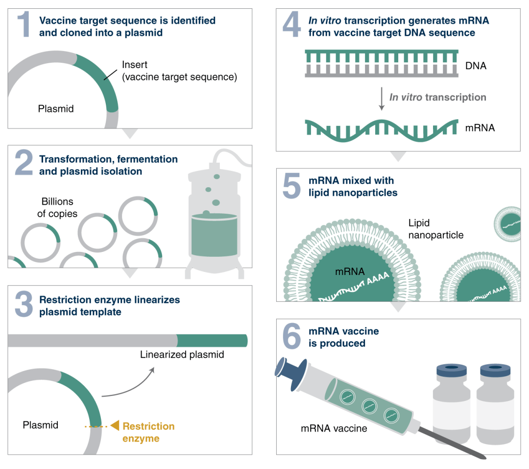 诺唯赞获得发明专利授权：“提高体外转录中RNA加帽率的RNA聚合酶变体”