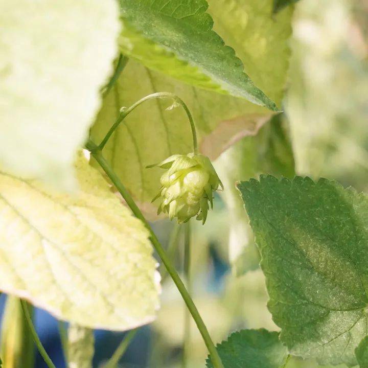 2025中国无土栽培啤酒花行业：精酿浪潮与健康消费双轮驱动，行业需求结构深度重构_保险有温度,人保伴您前行