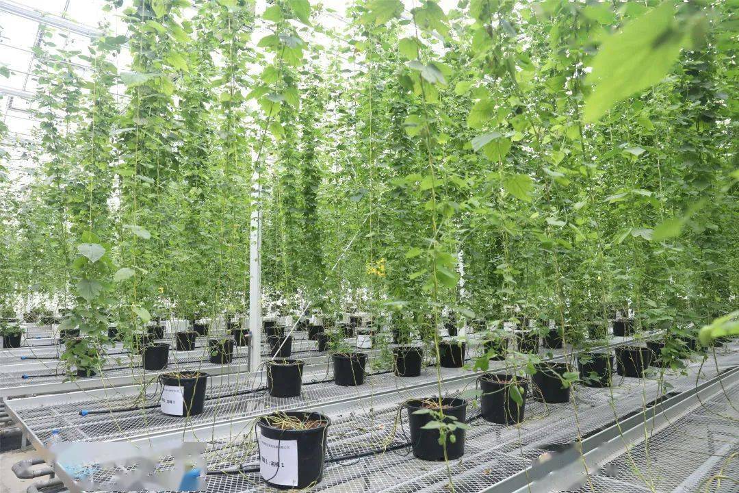 2025中国无土栽培啤酒花行业：精酿浪潮与健康消费双轮驱动，行业需求结构深度重构_保险有温度,人保伴您前行