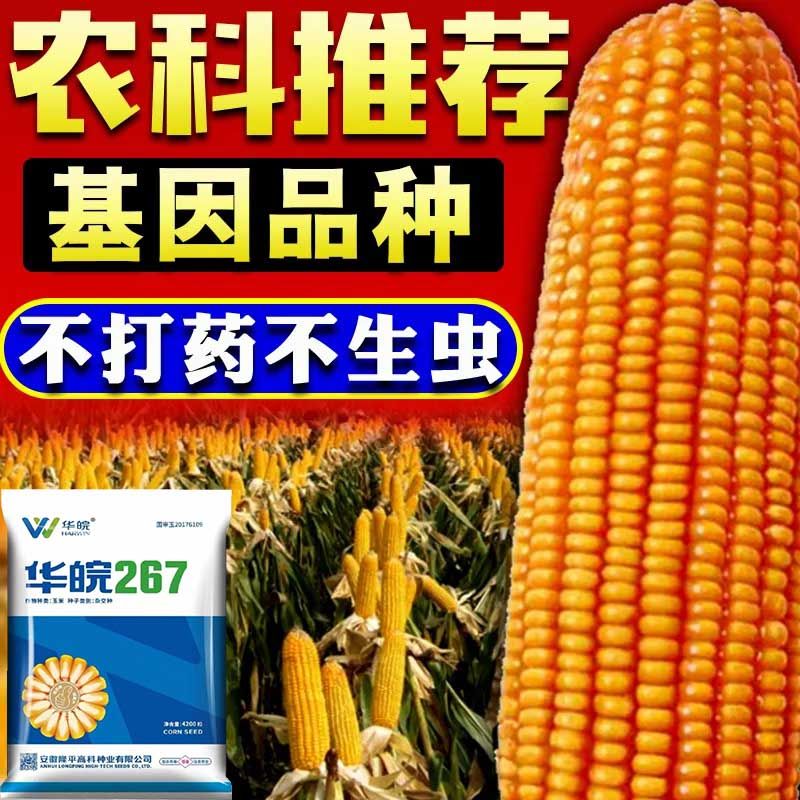 隆平高科:玉米种子主要用于饲用玉米种植