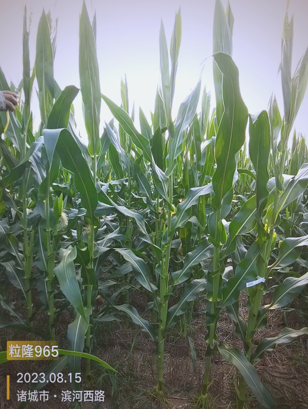 隆平高科:玉米种子主要用于饲用玉米种植