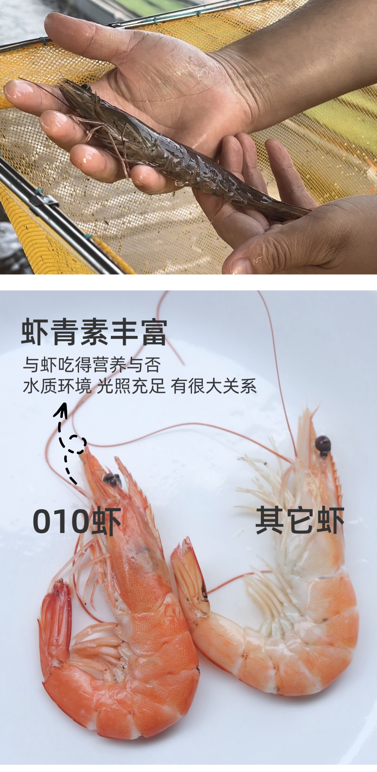 人保财险政银保 ,人保车险_2025南美白对虾产业:预制菜与冷链物流驱动价值提升