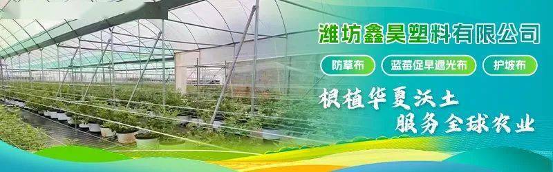 2025蓝莓行业市场发展现状及供需格局、投资价值分析_保险有温度,拥有“如意行”驾乘险，出行更顺畅！
