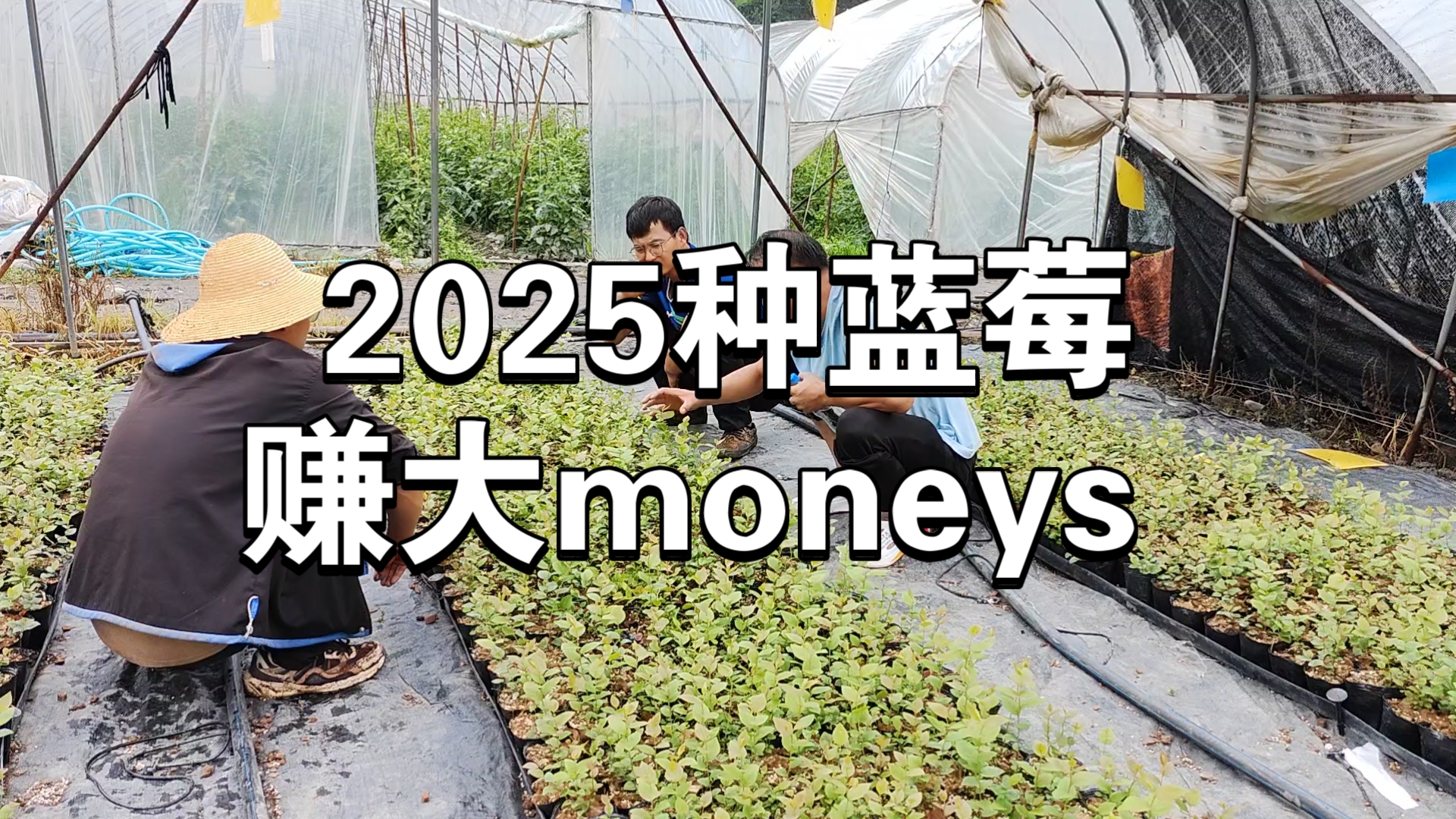 2025蓝莓行业市场发展现状及供需格局、投资价值分析_保险有温度,拥有“如意行”驾乘险，出行更顺畅！
