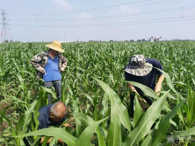 从田间到舌尖：生物科技如何将玉米变为“零卡糖”
