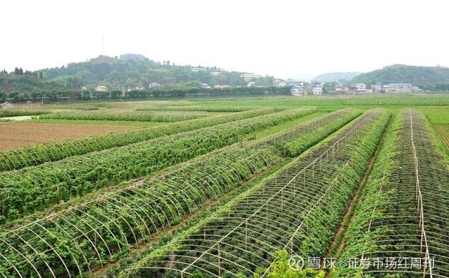 清流|小米消金的好日子：背靠重庆农商行获低成本资金 担保放贷模式或踩红线