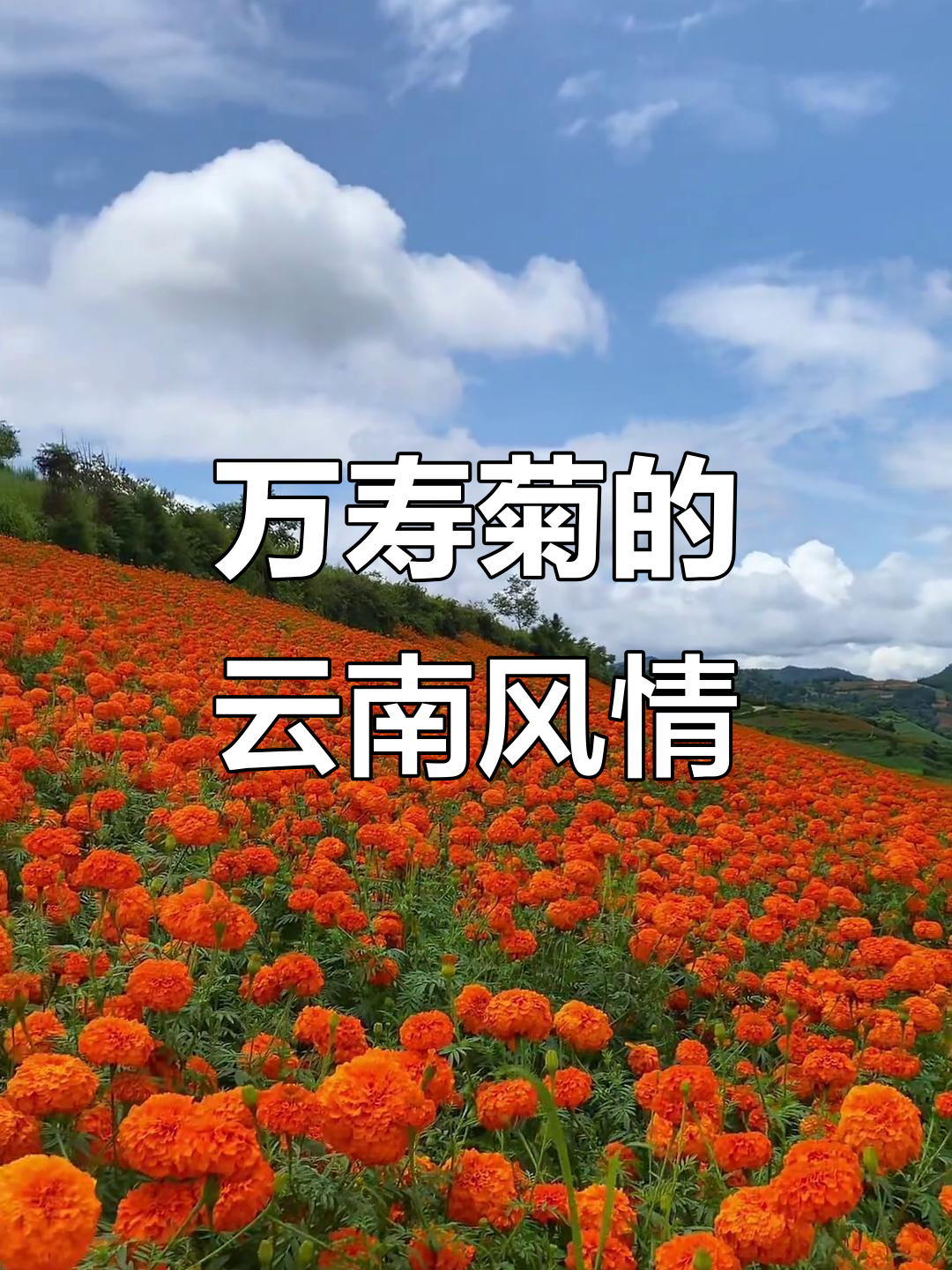 2025万寿菊栽培产业：从“观赏花卉”到“经济引擎”的跨越式发展_人保服务,拥有“如意行”驾乘险，出行更顺畅！