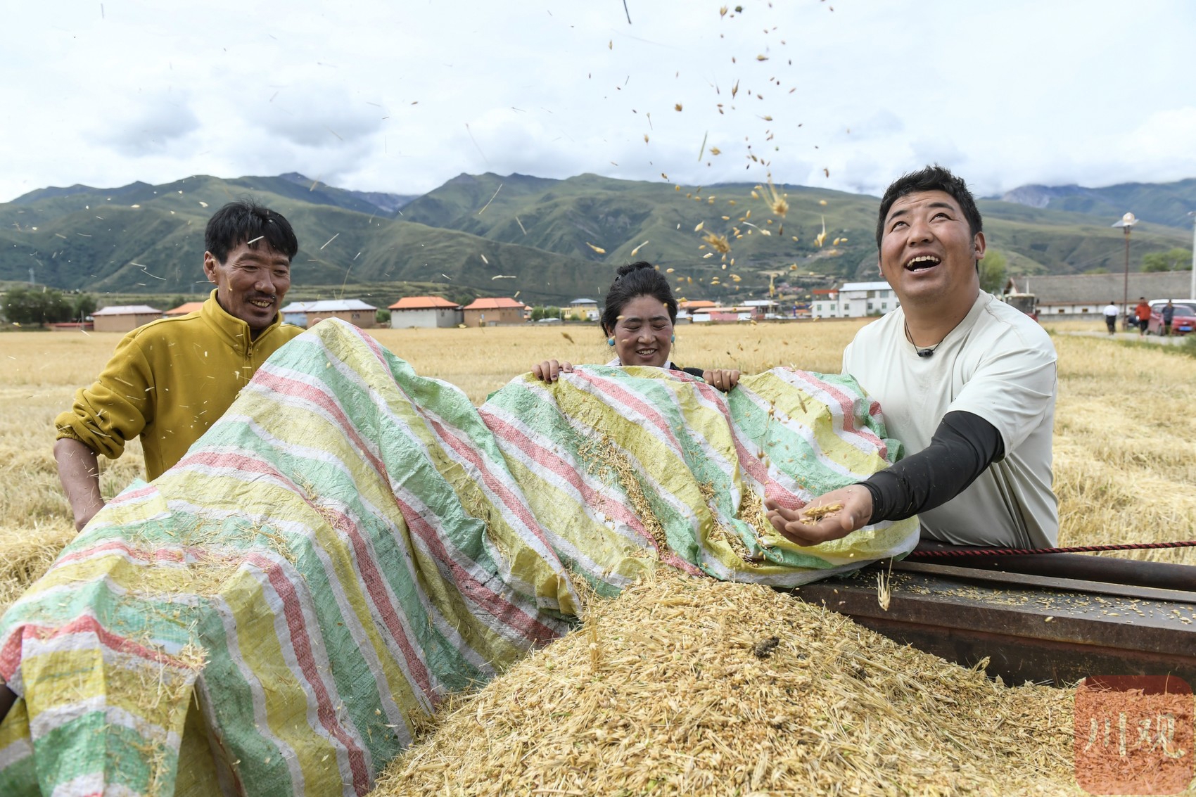 四川阿坝：万亩青稞喜丰收 高原粮仓满“金”粮