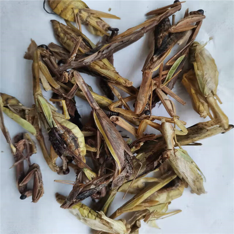 金 螳 螂获得实用新型专利授权：“一种绿色节能石膏基地面集成式设计结构”