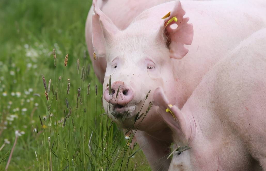 唐人神：9月生猪销量41.09万头 销售收入合计6.39亿元