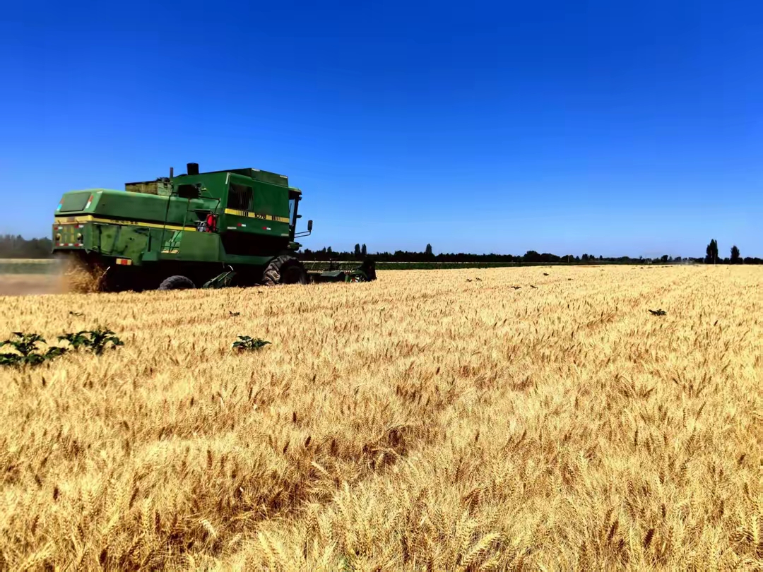 冬小麦可供种量69.1亿公斤 我国今年种子供应有保障