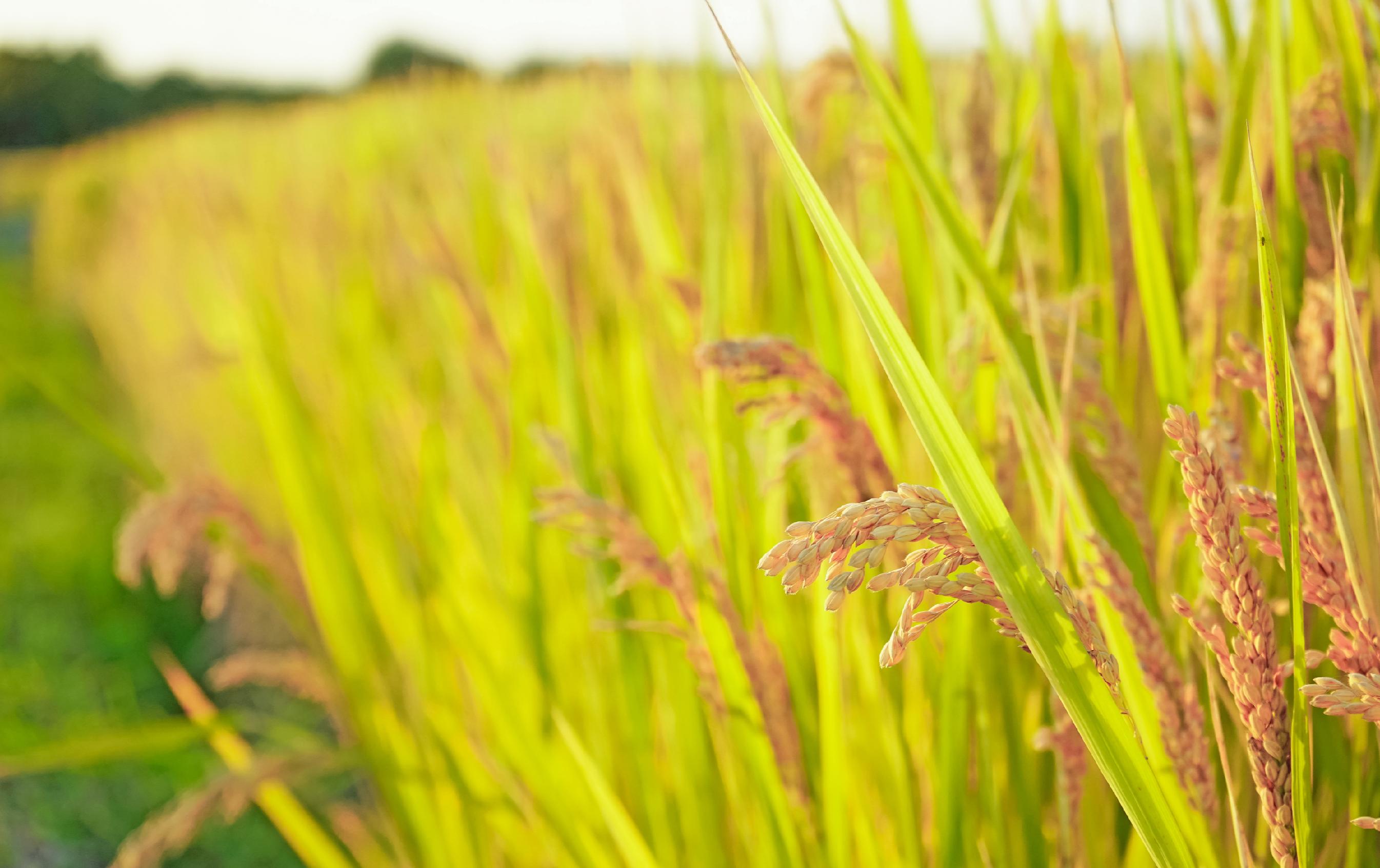 全国秋粮收获进入高峰期 进度过六成