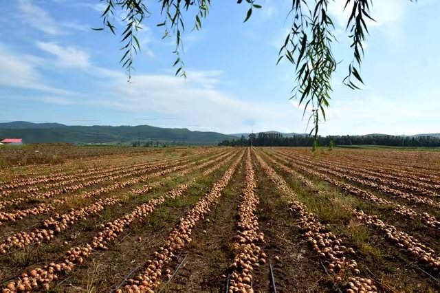 沈阳：2025年粮食总产量首次突破84亿斤，实现了“二十二连丰”