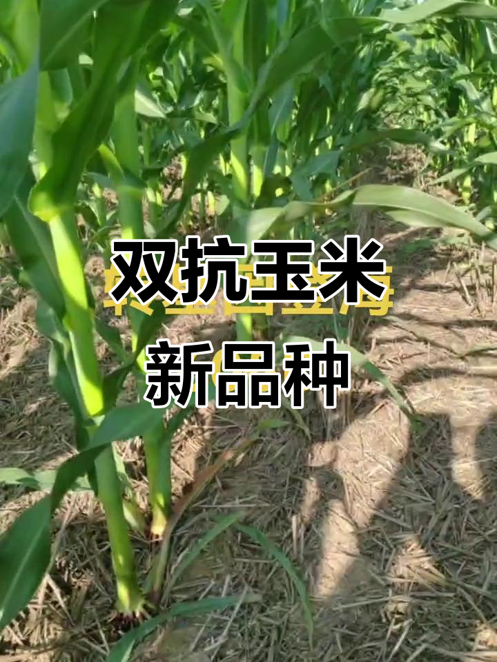 登海种业:转基因玉米转化体LD05获安全证书