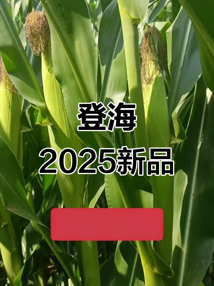 登海种业:转基因玉米转化体LD05获安全证书