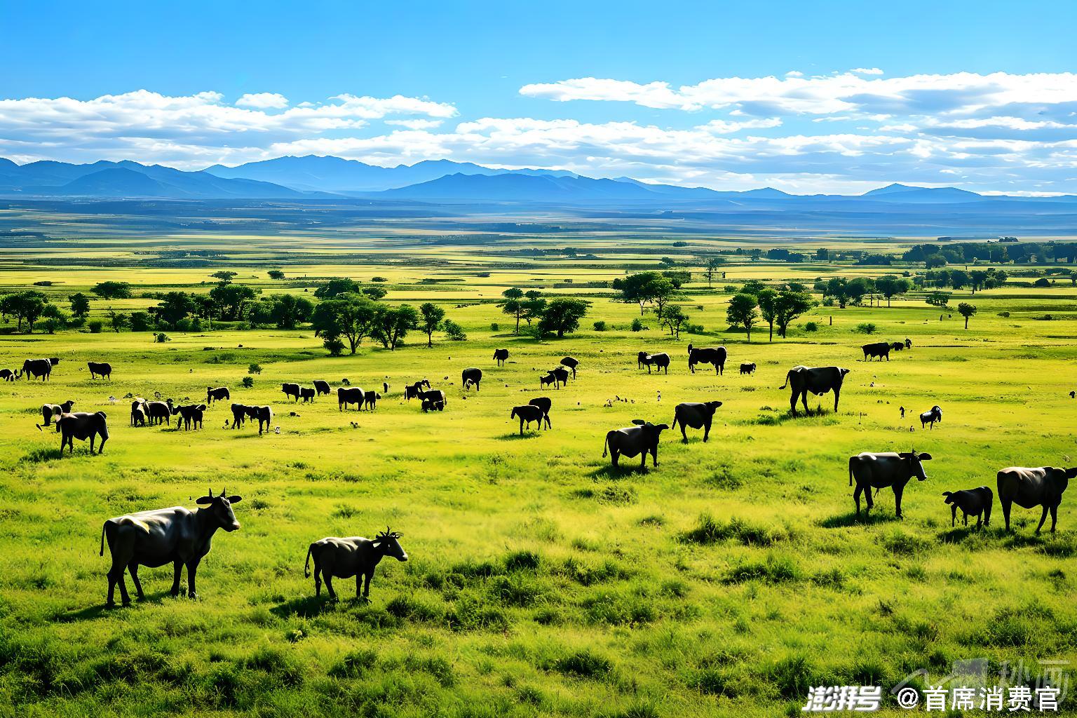 西部牧业：截至1月30日公司的股东总数为2.03万户