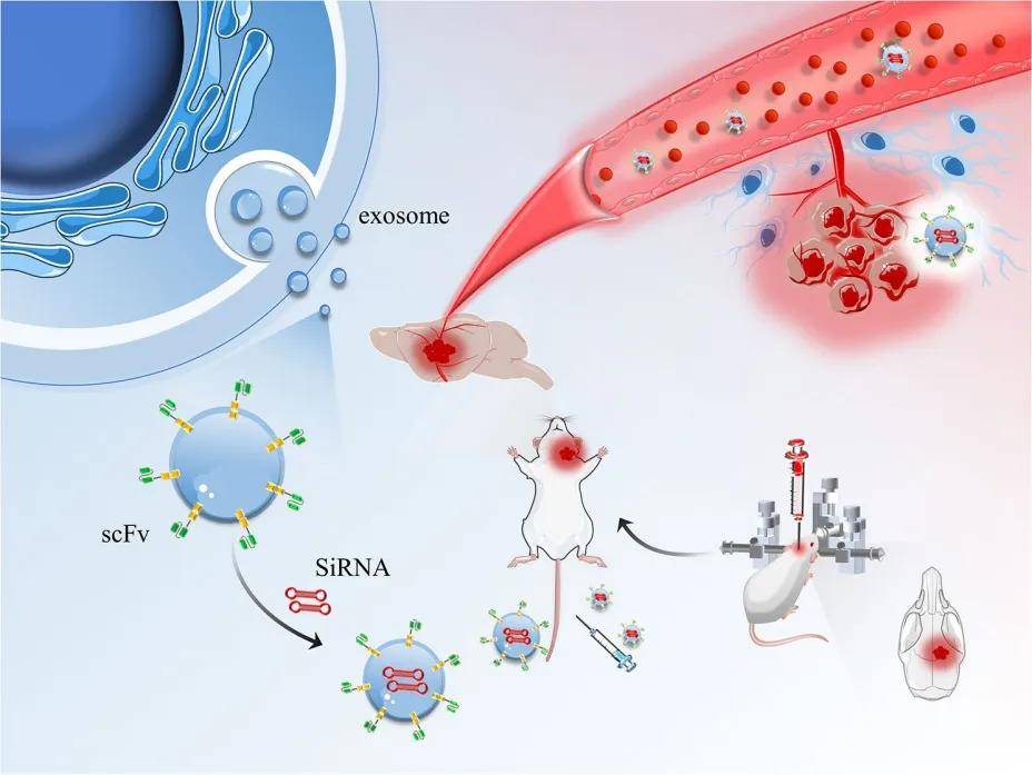 前沿生物公布国际专利申请：“一种用于抑制CFB基因表达的siRNA及其修饰物与应用”