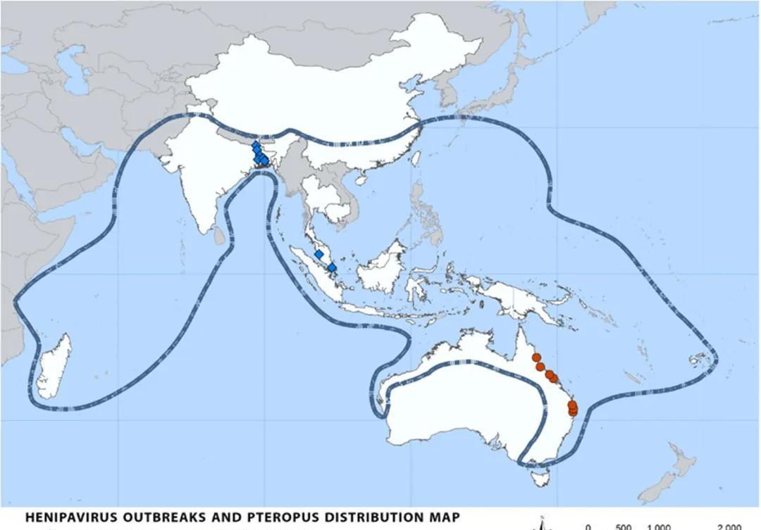 印度尼帕病毒致死率最高100% 但人传人几率小