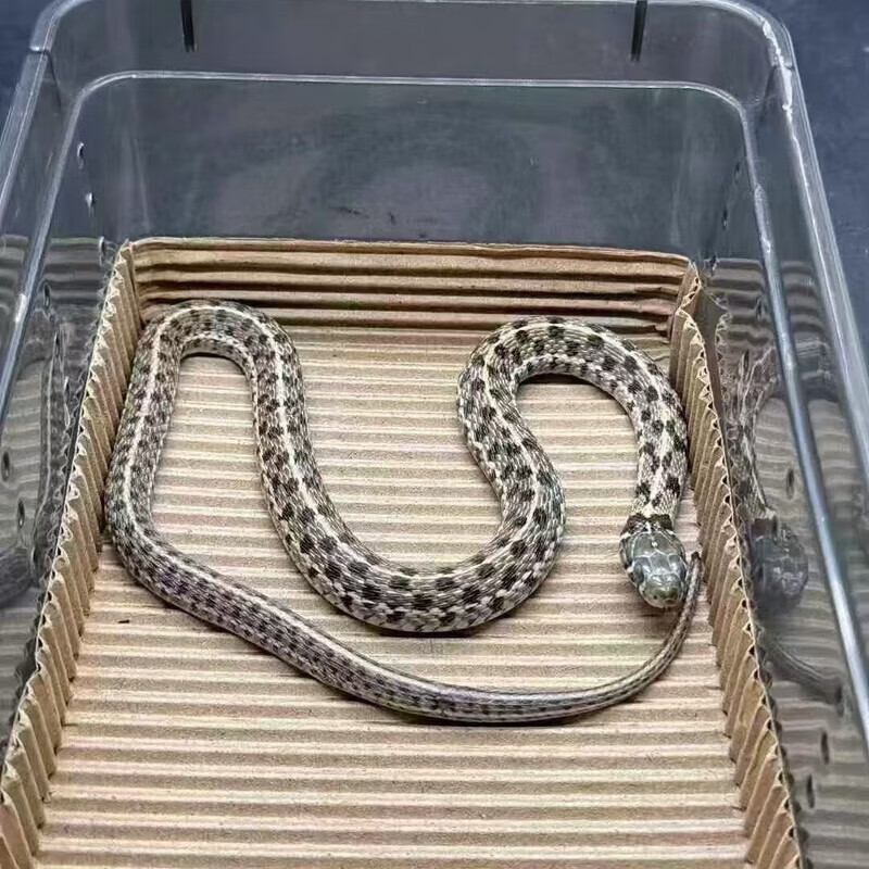 不要在心里养一条毒蛇