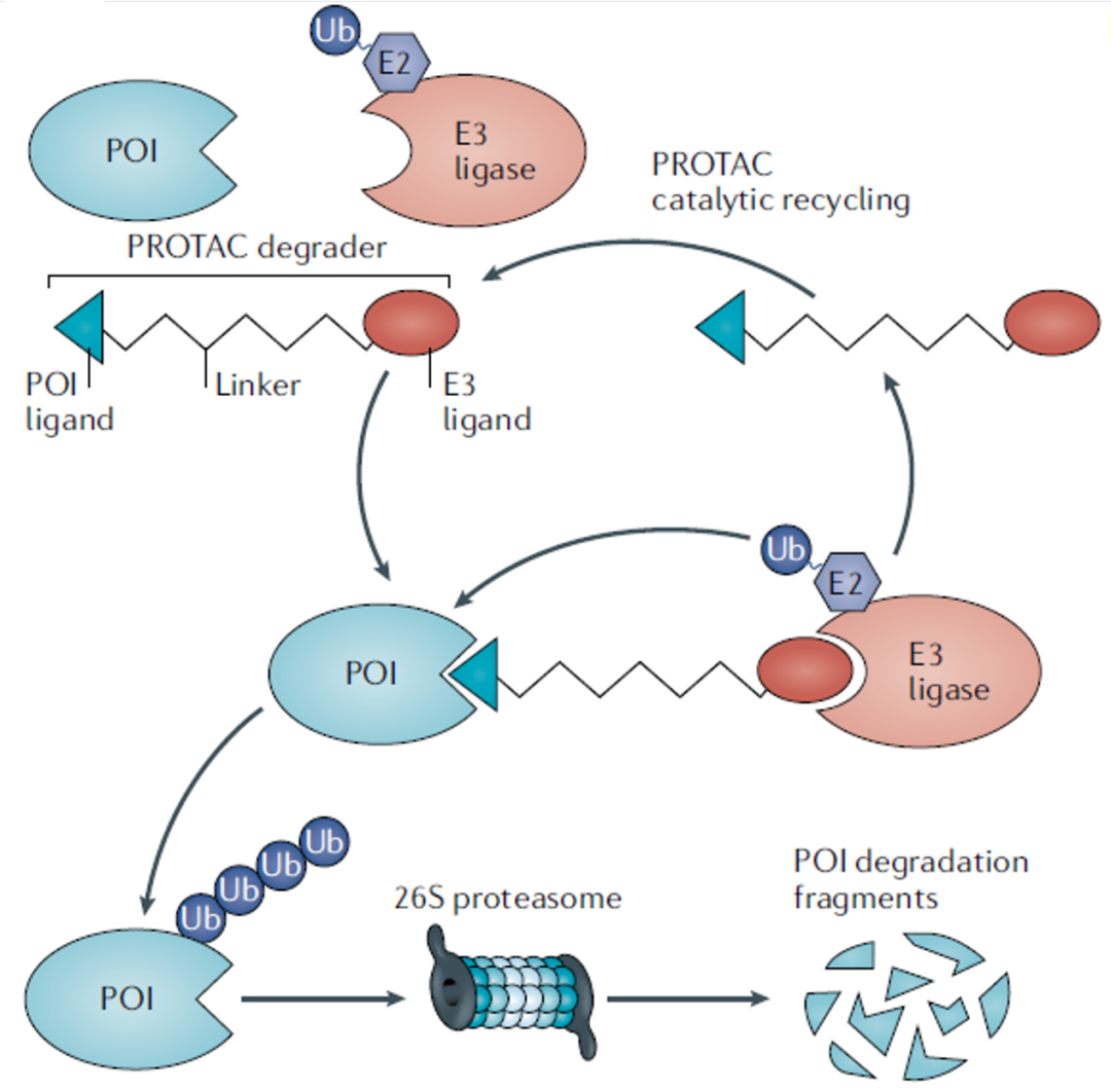 海思科公布国际专利申请：“一种配体-蛋白降解剂偶联物及其在医药上的应用”