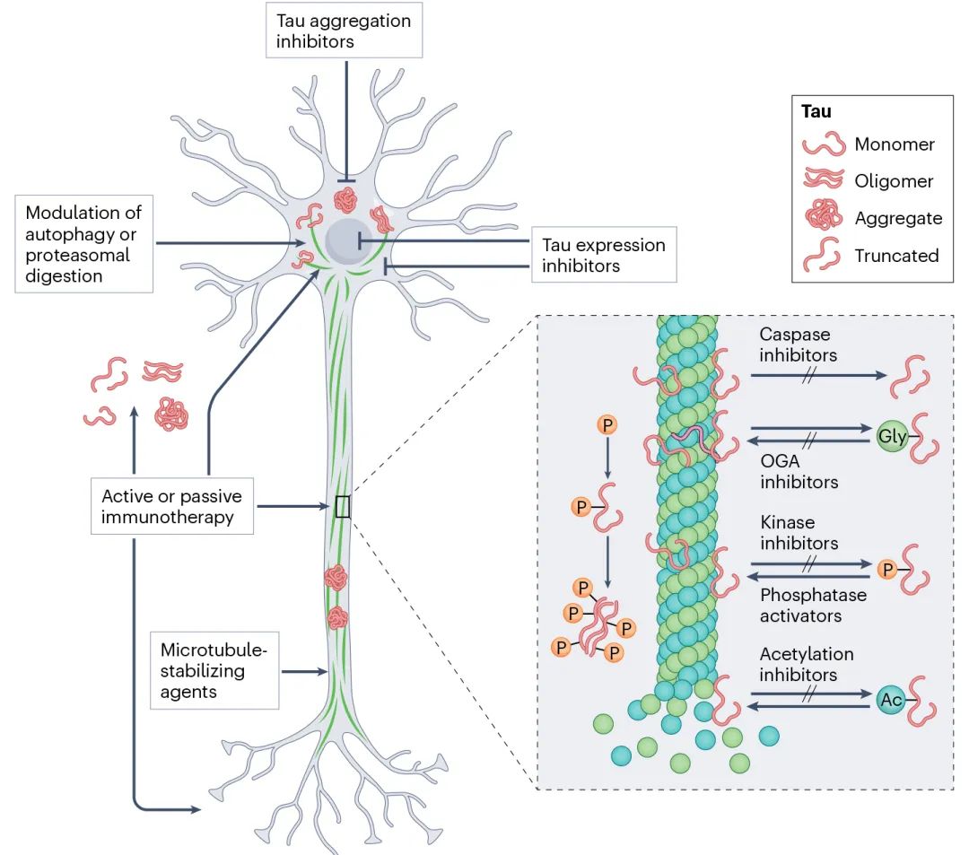 阿尔茨海默病治疗新策略！我国科学家开发新型靶向蛋白降解技术