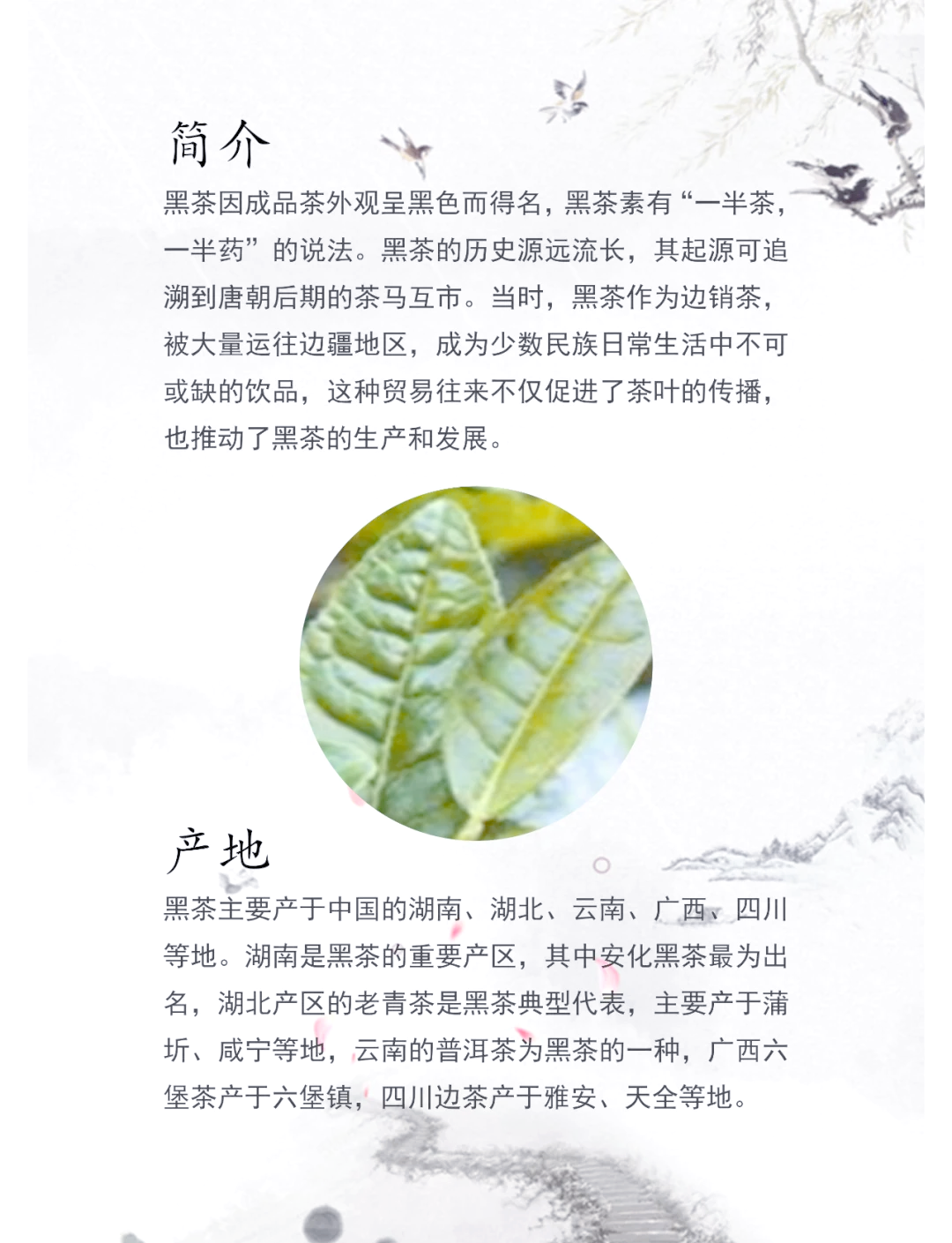 2026中国黑茶行业:从“边销茶”到“全民饮品”的跨越式发展_人保服务 ,人保服务