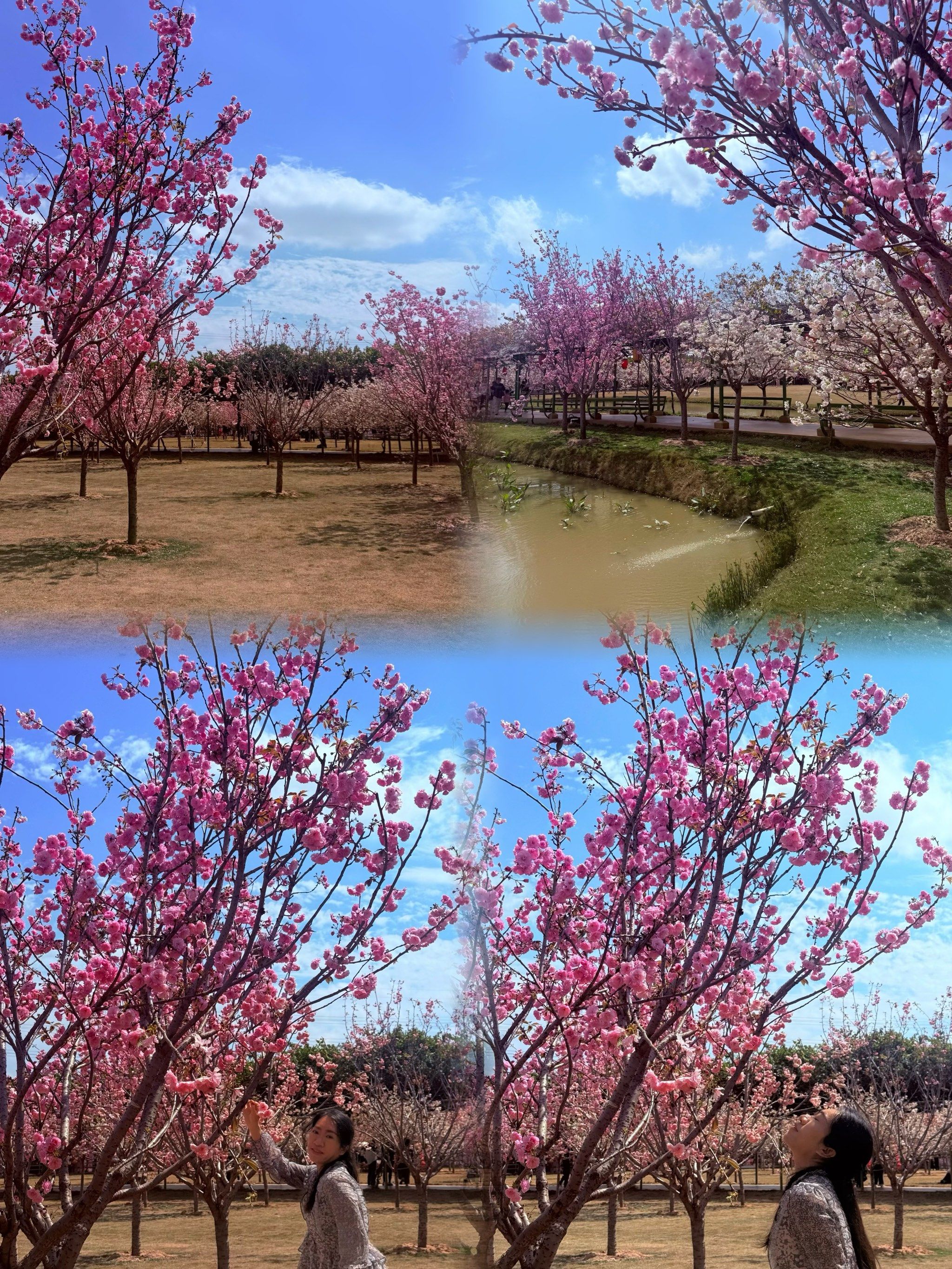 武汉将推出五大系列316项活动“相约春天赏樱花”