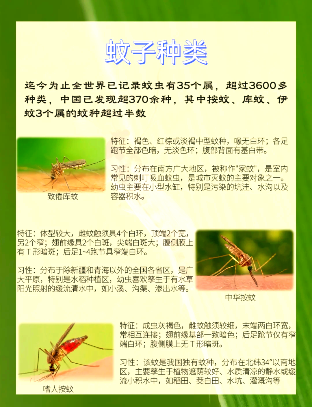 唠“科”话丨为啥蚊子总叮你?“招蚊”跟血型相关?